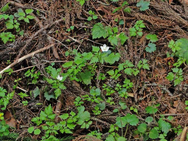 シロカネソウ　2010.4.4 岐阜県