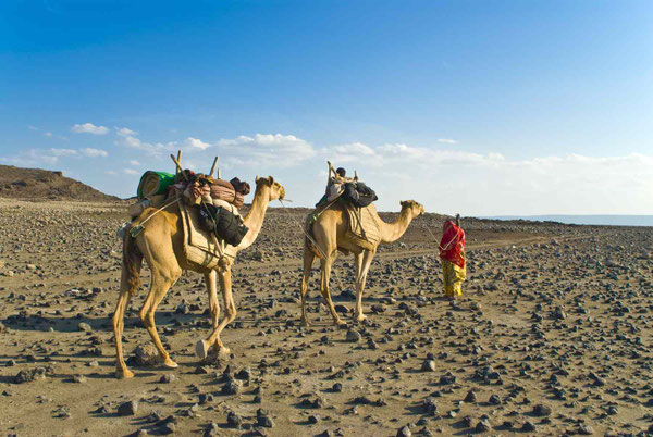 Nomades transportant leur daboyta