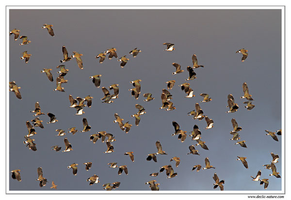 Vanneau huppé - Vanellus vanellus - Northern Lapwing (réf. PdM 2013_198)