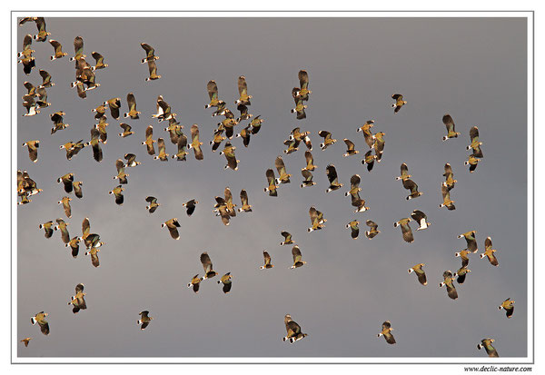 Vanneau huppé - Vanellus vanellus - Northern Lapwing (réf. PdM 2013_199)