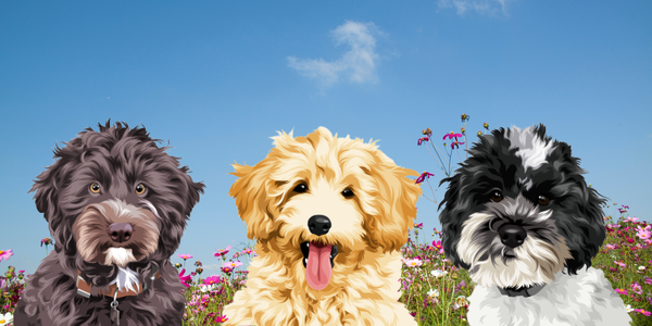 Schnoodle Hybridhunde Minidoodle aus Zwergschnauzer und Zwergpudel Doodle
