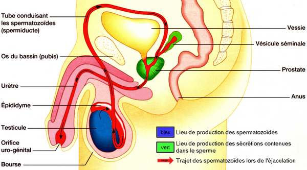 Appareil reproducteur de l'homme et trajet des spermatozoides.