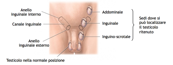 Que significa urologo