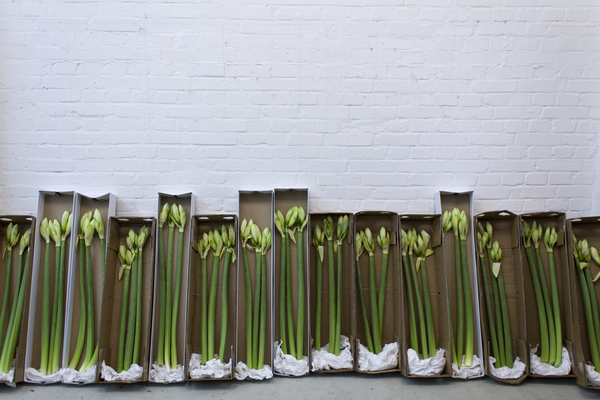 Thilo Droste, Blumen Arrangement /// 2015, Blumen an die Mitglieder einer Kunstjury per Post versandt