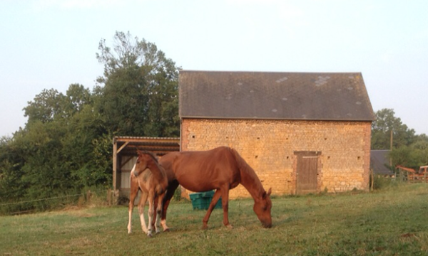 Selle français poulinière