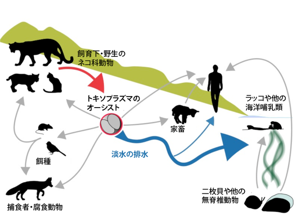 トキソプラズマの餌種からネコを経て海（もしくは人間や家畜）へ至る複雑な旅。オーキストはその移動の鍵となる。