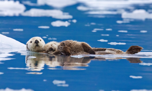 胸に子どもを抱える母親ラッコ。アラスカにて。写真: Roman Golubenko/Solent News/REX