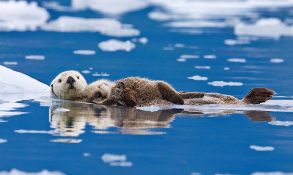 胸に子どもを抱える母親ラッコ。アラスカにて。写真: Roman Golubenko/Solent News/REX 