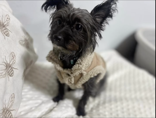 Nala, 9 Jahre alt, lebt ebenfalls bei Lucia und sucht eine Familie
