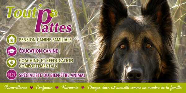 Tout'Pattes: pension canine familiale, cours d'éducation, comportementaliste canin.