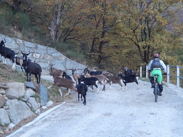 Vicyo e le capre...... Vicyo è quello con i pantaloni verdi!