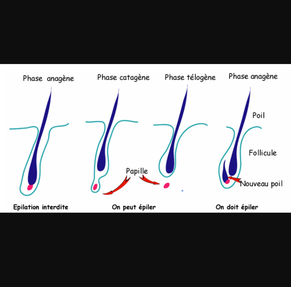 Schéma de pousse du poil