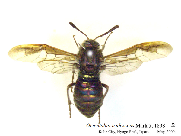 ♀♂