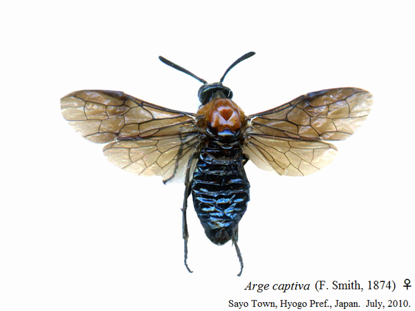 ♀♂