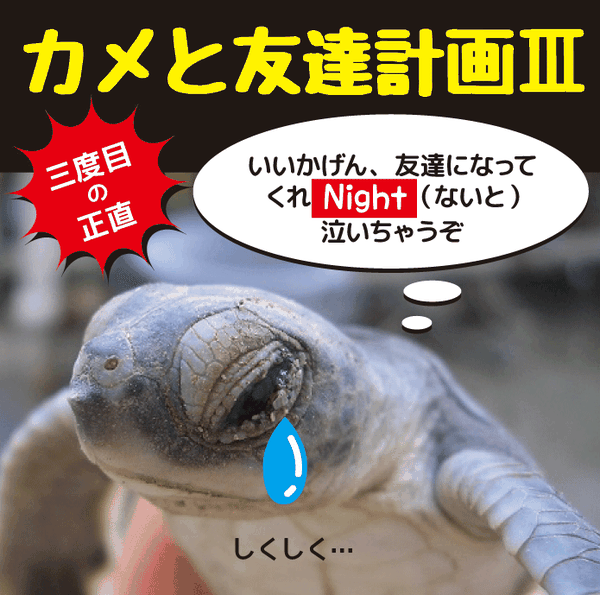三度目の正直 カメと友達 計画 株式会社ナショナルランド 小笠原諸島専門旅行会社