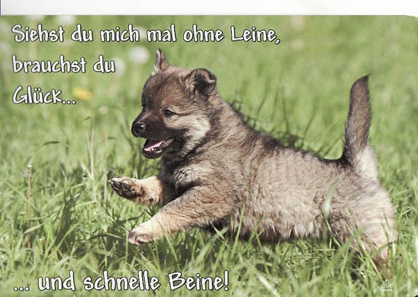 Wie fotografiere ich meinen Welpen?! boomervomgrassnerguts JimdoPage!