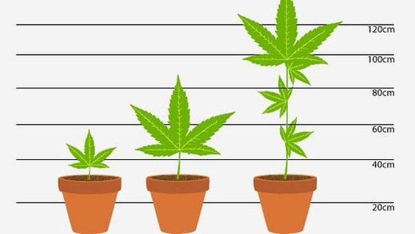 verschiedene Größen von Cannabis und Hanf Pflanzen auf einem Weißen Hintergrund