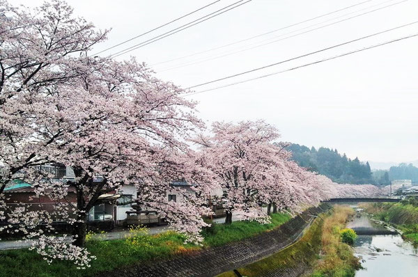 右端の四角い建物が当院です。桜が満開の三重町です　（＾＾）。