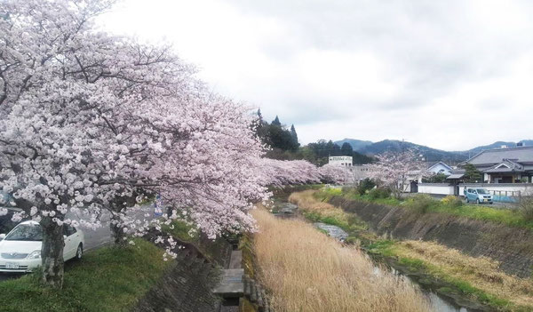 三重川沿いの桜並木の中央遠景に、みえ記念病院が見えます。（クリックすると拡大します）