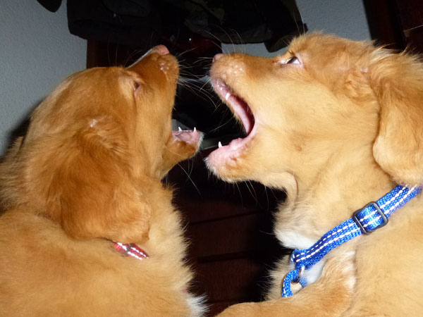 Nova Scotia Duck Tolling Retriever Nita und Sitka in Action