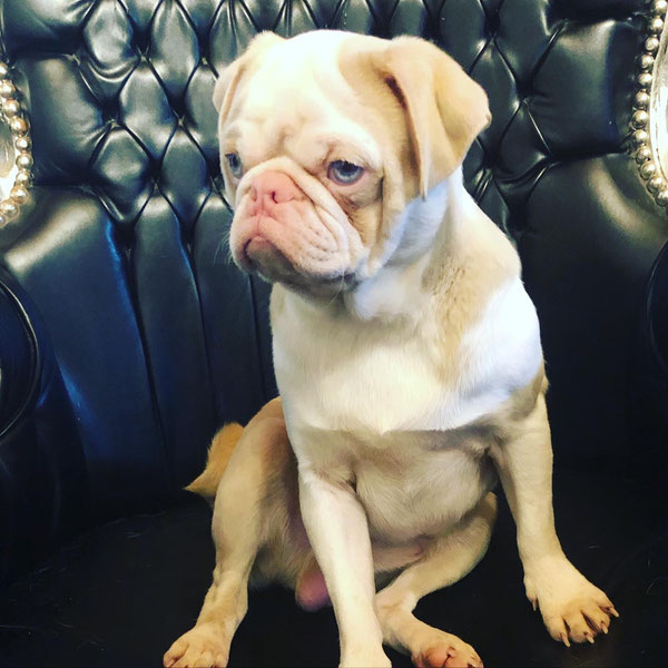 Farben beim Mops HobbyZucht "vom Meran des bayerischen Waldes"