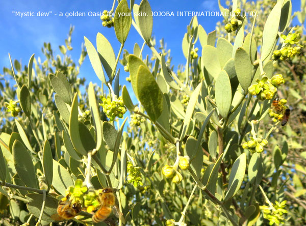 ♔ Jojoba & Bees