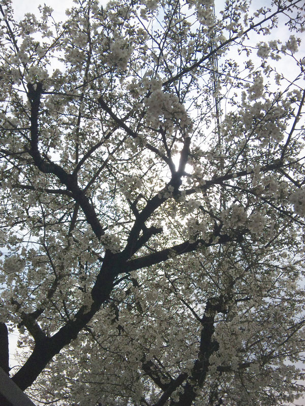 alive_桜の開花
