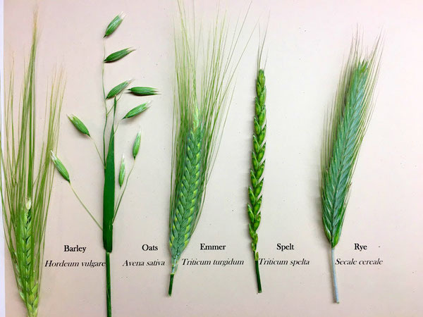 Emmer and spelt are old types of wheat.