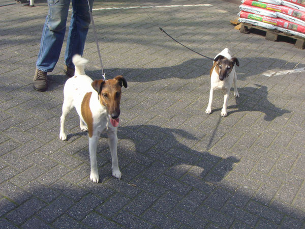 DER Boss mit seinen Wachhunden 2 schöne Foxterrier