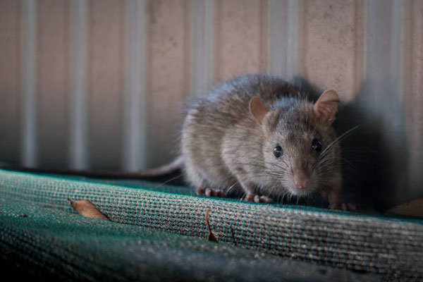 Suchhunde können lebende Mäuse/ Ratten aufspüren