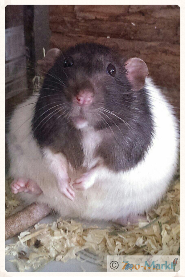 Ratte Ihr Heimtierspezialist in FREISING und PETERSHAUSEN ZooMarkt