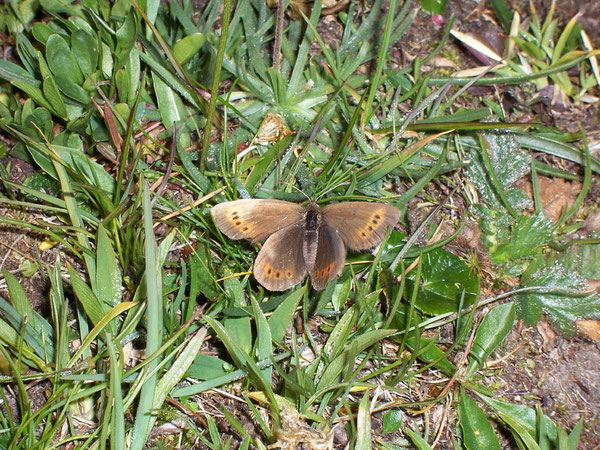 Erebia epiphron (Knoch's Mohrenfalter) / Italien Aostatal Pila Col de Couiss 2500 m, 31. 07. 2007