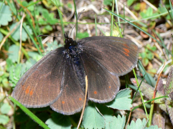 Erebia spec. / CH BE Hasliberg 1300 m, 26. 05. 2011