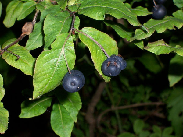 Lonicera caerulea (Blaue Heckenkirsche) / Caprifoliaceae