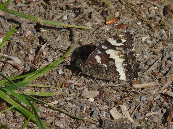 Brintesia circe (Weisser Waldportier) S_20260613_LU Büron, Gibelgrat 675 m