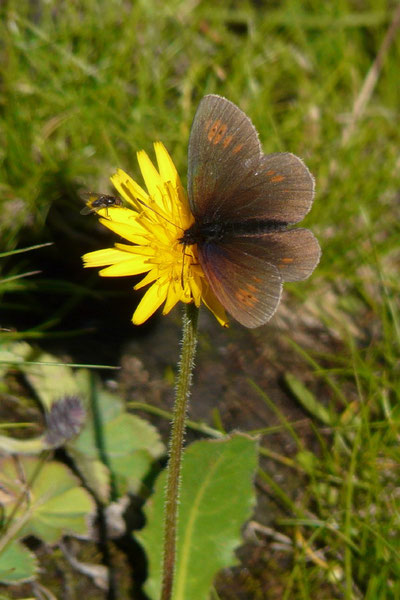 Erebia eriphyle (Ähnlicher Mohrenfalter) / CH BE Gsteig, Reusch, Oldenalp 1810 m, 14. 08. 2019