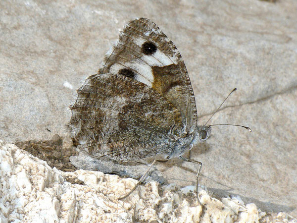 Pseudochazara anthelea amalthea / Griechenland Kreta Idi Psiloritis Gebirge 1300 m, 10. 09. 2010