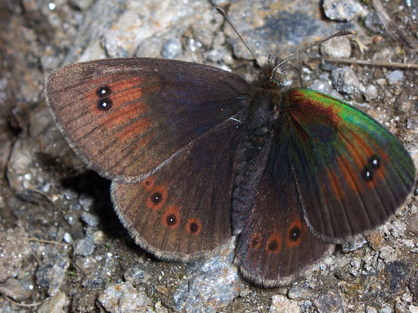 Erebia cassioides / Italien Aostatal Pila Col de Couiss 2500 m, 31. 07. 2007