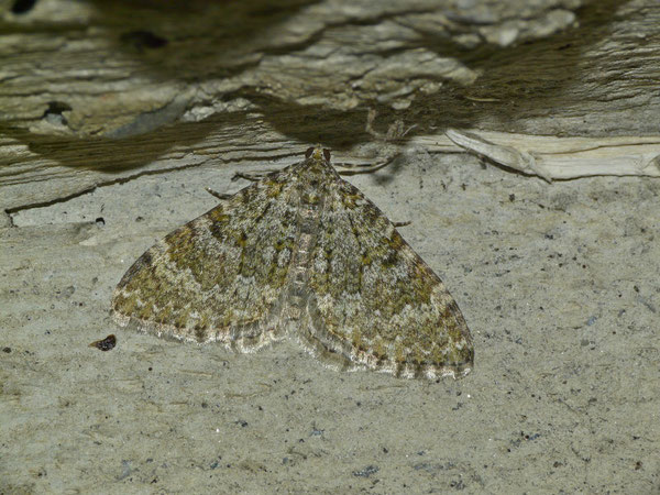Euphyia frustata (Gelbgrüner Winkelspanner) / CH VS Münster 1780 m, 17. 07. 2019