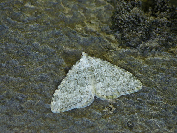 Nebula nebulata / CH BE Innertkirchen, Engstlenalp zur Tannalp 1910 m, 12. 06. 2025