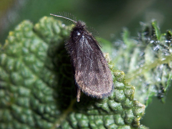 Epichnopterix alpina / CH BE Hasliberg 1050 m, 09. 05. 2010