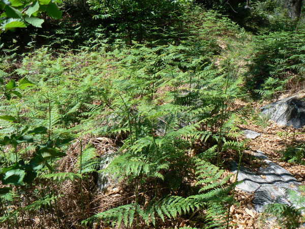 Pteridium aquilinum (Adlerfarn) / Polypodiaceae