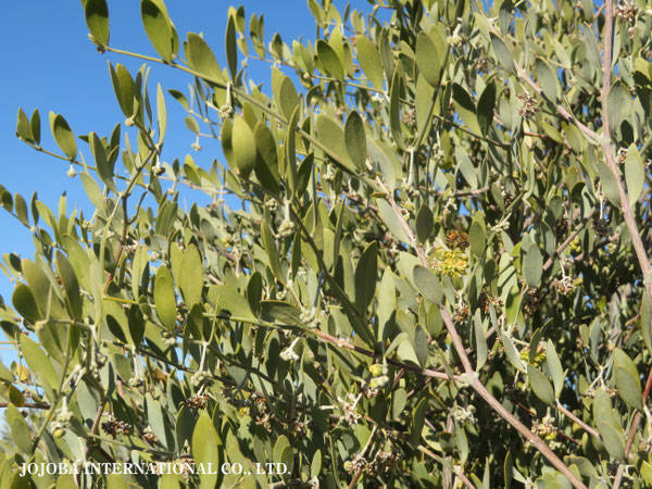 ♔ 原種ホホバ JOJOBA ORIGINAL SPECIES　蜜蜂　於： 原種ホホバの聖地、アリゾナ州ハクアハラヴァレー