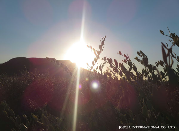♔ JOJOBA PHOTOS　於： 原種ホホバの聖地、アリゾナ州ハクアハラヴァレー 