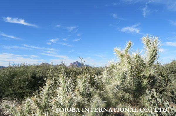 ♔ JOJOBA PHOTOS　於： 原種ホホバの聖地、アリゾナ州ハクアハラヴァレー 