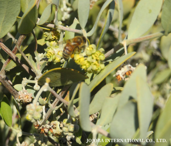 ♔ 原種ホホバ JOJOBA ORIGINAL SPECIES　蜜蜂　於： 原種ホホバの聖地、アリゾナ州ハクアハラヴァレー