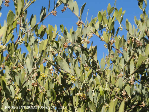 ♔ 原種ホホバ JOJOBA ORIGINAL SPECIES　蜜蜂　於： 原種ホホバの聖地、アリゾナ州ハクアハラヴァレー