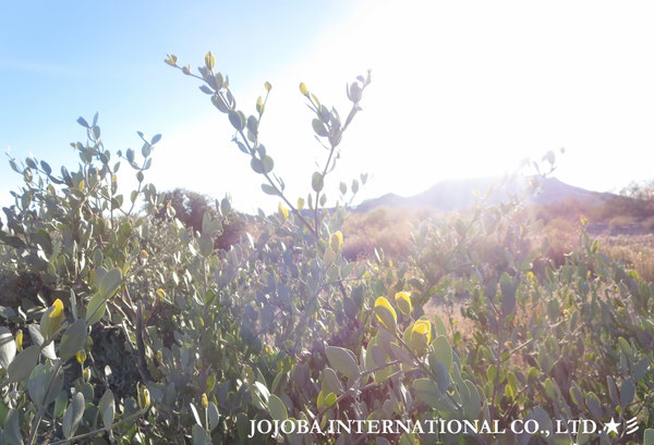 ♔ JOJOBA PHOTOS　於： 原種ホホバの聖地、アリゾナ州ハクアハラヴァレー 