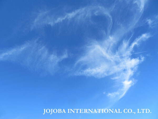 ♔ JOJOBA PHOTOS　於： 原種ホホバの聖地、アリゾナ州ハクアハラヴァレー 
