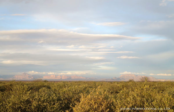 ♔ JOJOBA PHOTOS　於： 原種ホホバの聖地、アリゾナ州ハクアハラヴァレー 